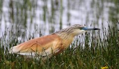 The Squacco Heron at Urafirth. Pic. Jim Nicolson