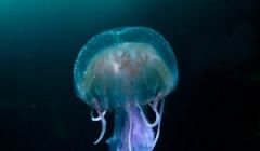 Dr Richard Shucksmith's photograph of a jellyfish has won top prize in the British Wildlife Photography Awards 2011. Pic. R Shucksmith/BWPA