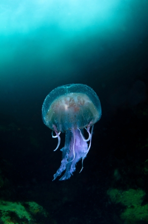 Dr Richard Shucksmith's photograph of a jellyfish has won top prize in the British Wildlife Photography Awards 2011. Pic. R Shucksmith/BWPA