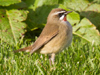 One of Larry Dalziel's photos of the rare bird