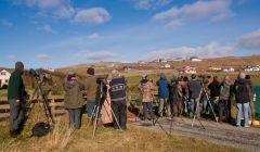 Twitchers flock to Gulberwick to see rare Siberian Rubythroat. Pic. Austin Taylor