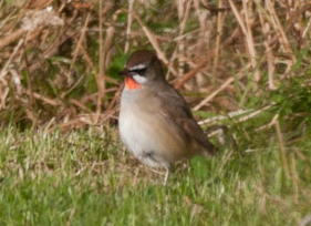 Siberian Rubythroat in Gulberwick. Pic. Austin taylor