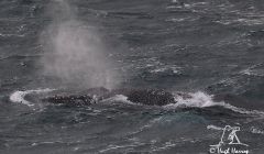 Humpback whale swims inshore in West Voe, Sumburgh. Pic. Hugh Harrop