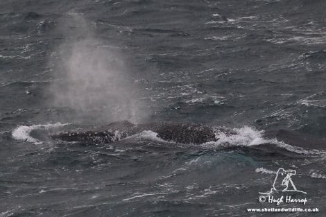 Humpback whale swims inshore in West Voe, Sumburgh. Pic. Hugh Harrop