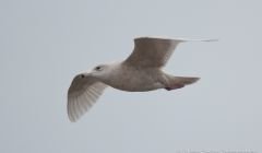 An Icelandic gull in Lerwick at the weekend - Photos: Austin Taylor Photography
