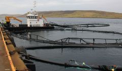 Some of the battered salmon cages towed into Dales Voe, Lerwick - Photo: Valian