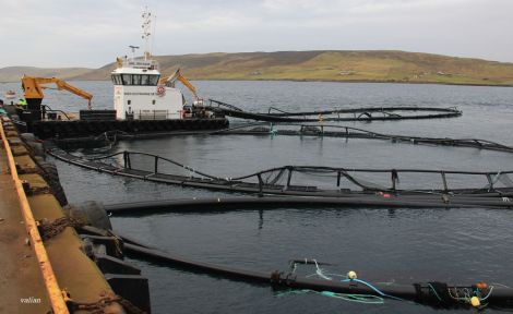 Some of the battered salmon cages towed into Dales Voe, Lerwick - Photo: Valian