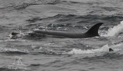 Sitting duck: a young killer whale grabs a long-tailed duck at Mousa Sound. Pic. Hugh Harrop