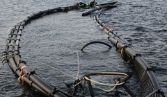 One of the salmon cage tied up at Dales Voe - Photo: Valian