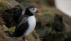 One of the first puffins this years - Photo: John Moncrieff