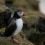 One of the first puffins this years - Photo: John Moncrieff