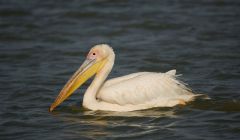 The Great White Pelican spotted at Wadbister Voe this weekend. Pic. AF