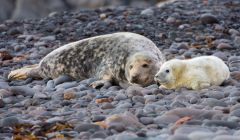 Grey seak with pup - Photo: SNH