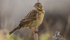 The Chestnut-Eared Bunting at Pool of Virkie on Wednesday. Pic. Shetland Wildlife/Hugh Harrop