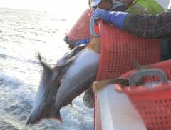 Fish being discarded from a North Sea fishing boat