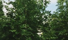 Healthy ash trees in a nursery