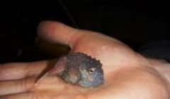 The lumpsuckers currently held by the NAFC Marine Centre are around one inch in size.