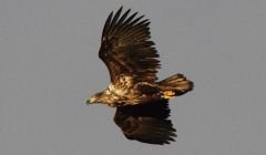 A genuine sea eagle from Norway photographed on Unst on New Year's Day. Pic. Rob Brookes/Shetland Nature