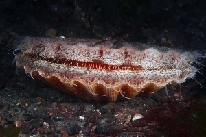 King scallop. Photo DOENI