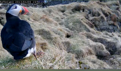A puffin captured by Puffincam 3 on Tuesday. Photo Promote Shetland