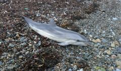 The striped dolphin found at Brei Wick on Thursday. Photo Juan Brown