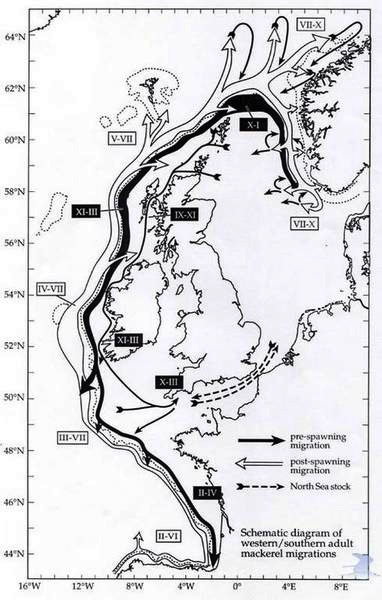 Mackerel migration routes