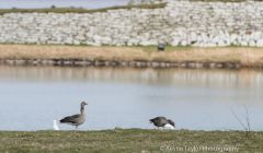 Greylag geese starting to invade Lerwick - Photo: Austin Taylor