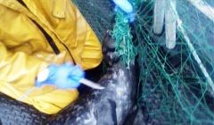 One of two photos submitted by the Scottish SPCA as part of their evidence that seals were killed by illegal nets set at Meridian Salmon's fish farm in Vaila Sound. Photo SSPCA
