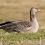 Greylag goose - Photo: AustinTaylor