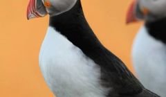 A puffin captured on camera at Sumburgh Head on Sunday evening by Jon Dunn leading a tour for Shetland Wildlife