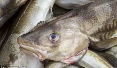 The biomass of cod in the North Sea is now three times larger than in 2006.