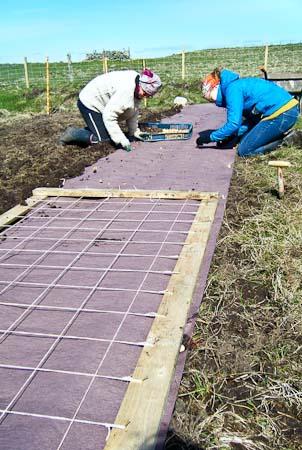 Volunteers helping plant at the Transition Turriefield croft. Photo TT