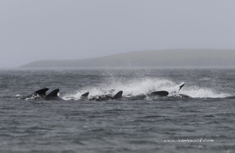 A commotion as the pod of pilot whales start to head back out to sea. Photo Ivan Hawick