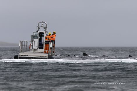 The rescue craft and the whales heading back out of the voe. Photo Ivan Hawick 