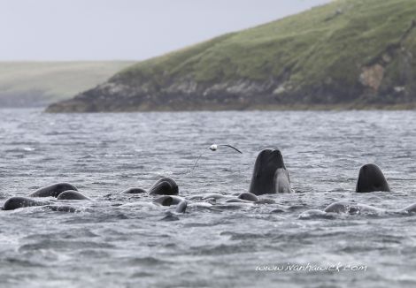 The whales before the rescue craft arrived. Photo Ivan Hawick