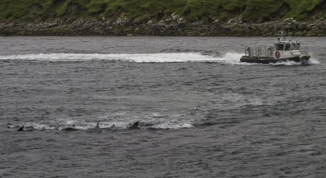 BP's fast rescue boat circles the whales before driving them out of Firths Voe. Poto Brian Gray