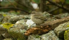 Shetland Nature wildlife tour guide Brydon Thomason took this photo of the Cape May Warbler on Wednesday afternoon.
