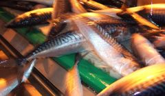 The mackerel fishing industry is worth £130 million to the Scottish economy - Photo: ShetNews