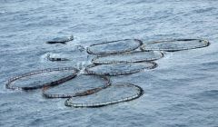 Meridian Salmon lost an entire fish farm to the 100mph gales at Christmas 2011.