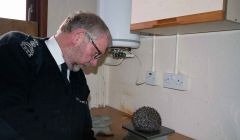 SSPCA inspector Ron Patterson with the last hedgehog to be cared for at the Shetland wildlife rescue unit, which closed on Friday. The hedgehog returns to Trondra this week. Photo Shetnews