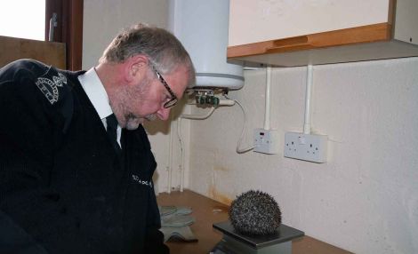 SSPCA inspector Ron Patterson with the last hedgehog to be cared for at the Shetland wildlife rescue unit, which closed on Friday. The hedgehog returns to Trondra this week. Photo Shetnews
