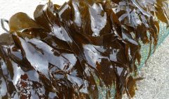 Farm grown kelp Photo NAFC