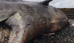 One of the Unst sperm whales - Photo: Siobhan Pirie