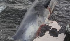 One of the sperm whales at Muness on Sunday. Photo: Robbie Brookes