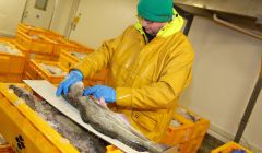 Paul Macdonald of NAFC measuring the length of fish at Lerwick Fish Market and removing otoliths (ear bones) to determine their age - Photo: SFA/SSPO