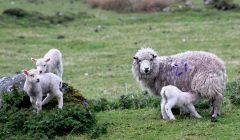 A ewe with its lambs in Vidlin on Tuesday. Photo: Shetnews