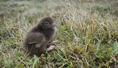 An Arctic skua chick, a sight which could disappear from Scotland within a decade. Photo Andy Hay/RSPB