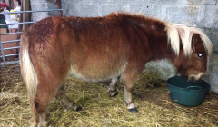 The surviving Shetland pony after it had been rescued - Photo: ShetNews