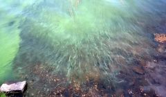 Toxic beauty - a photo of the Loch of Cliff algae bloom by SEPA's Kevin Osborn.