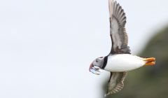 A puffin with a beakful of good-sized fish flies in to Fair Isle to feed its chicks. Photo David Parnaby